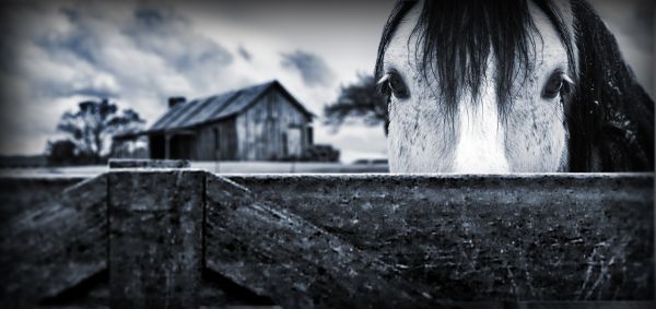 On The Farm